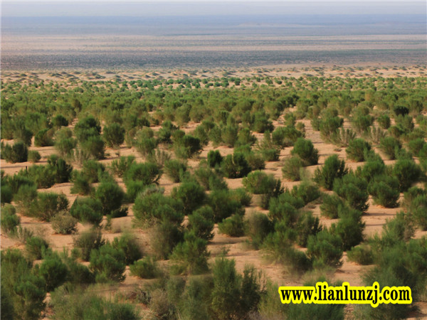 植樹節(jié)|心植希望，靜候春暖花開